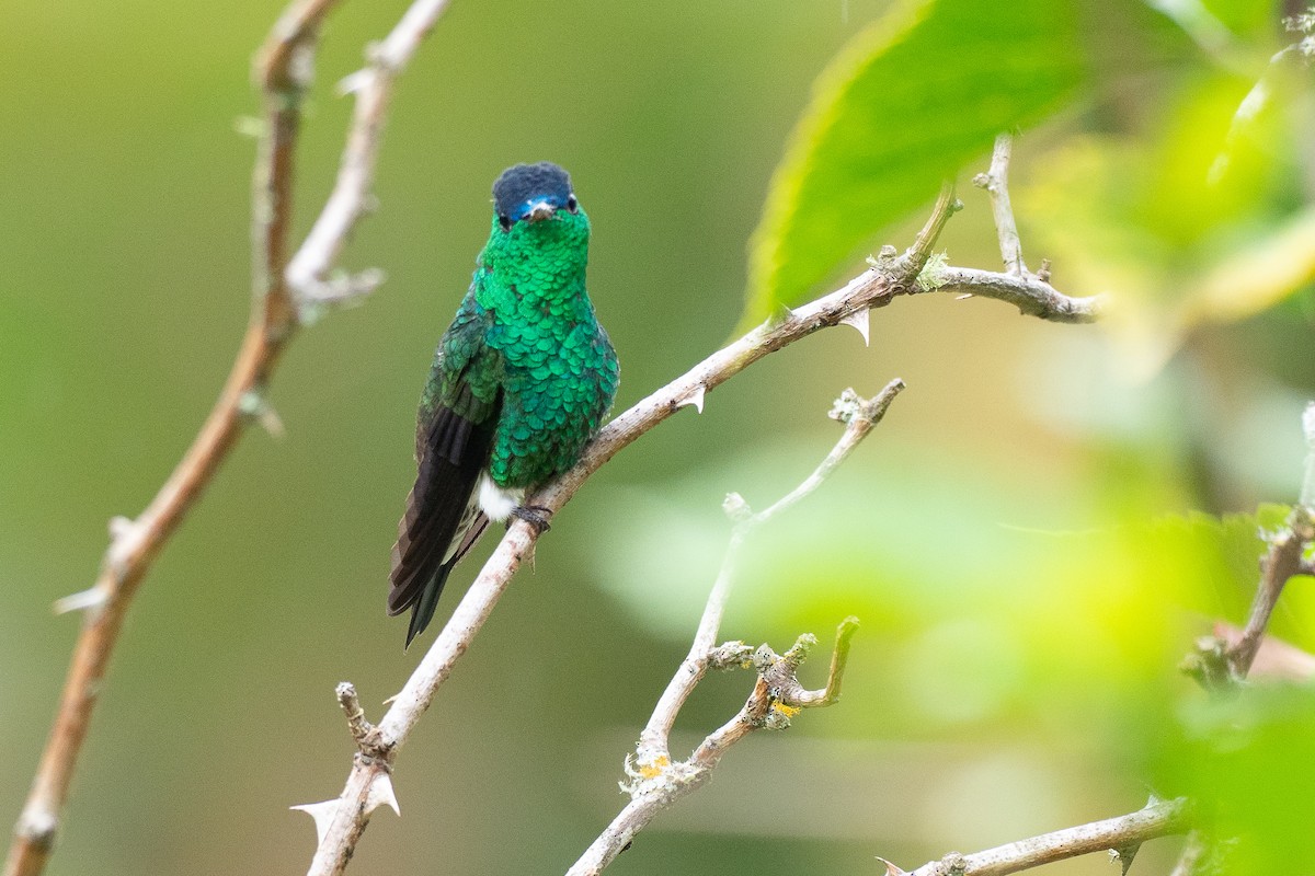 Indigo-capped Hummingbird - ML640495473