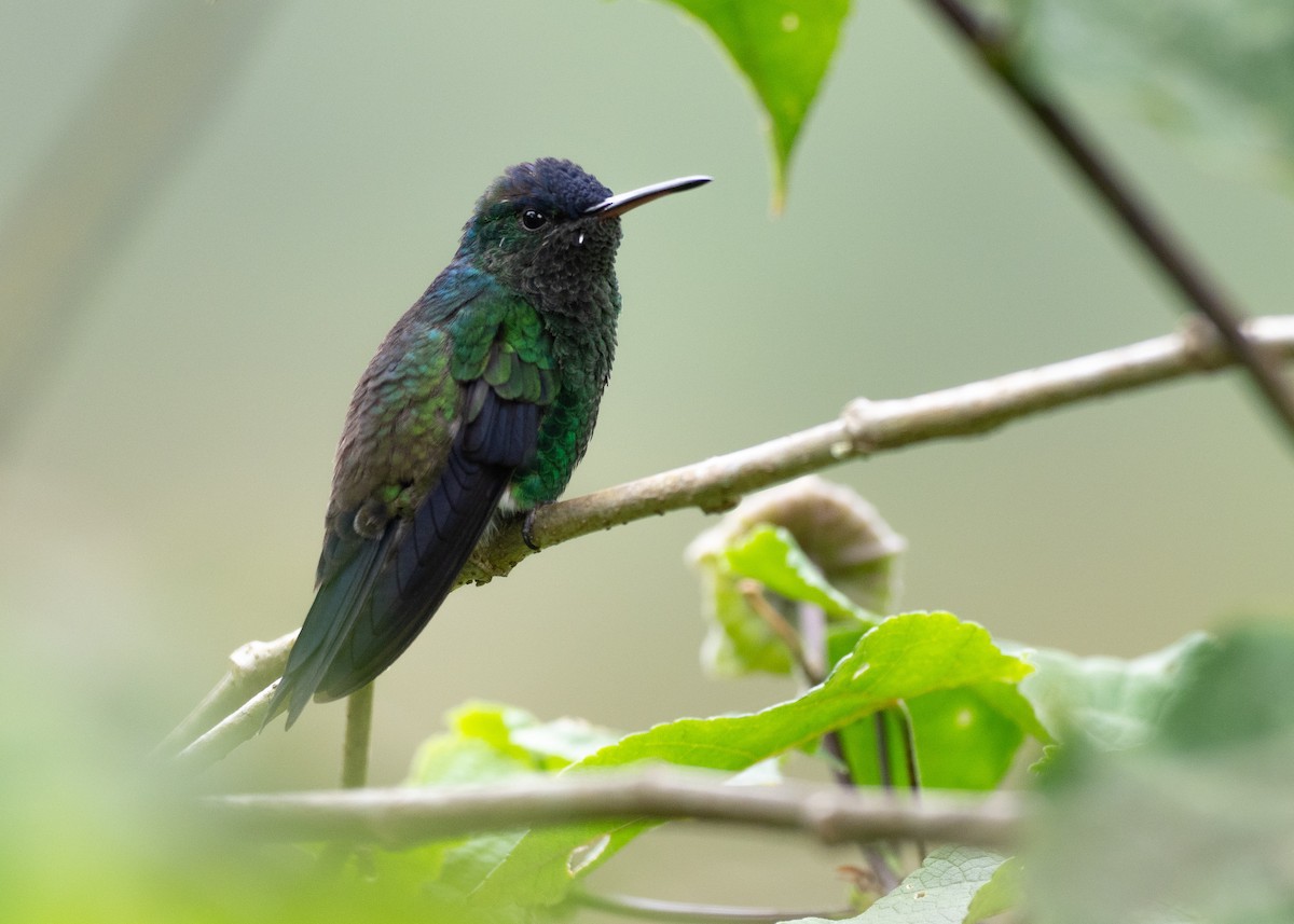 Indigo-capped Hummingbird - ML640495474