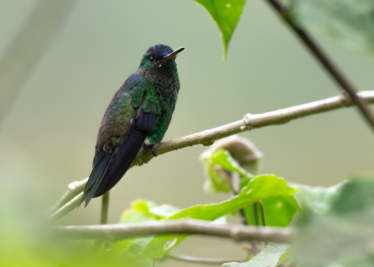 Indigo-capped Hummingbird - ML640495475