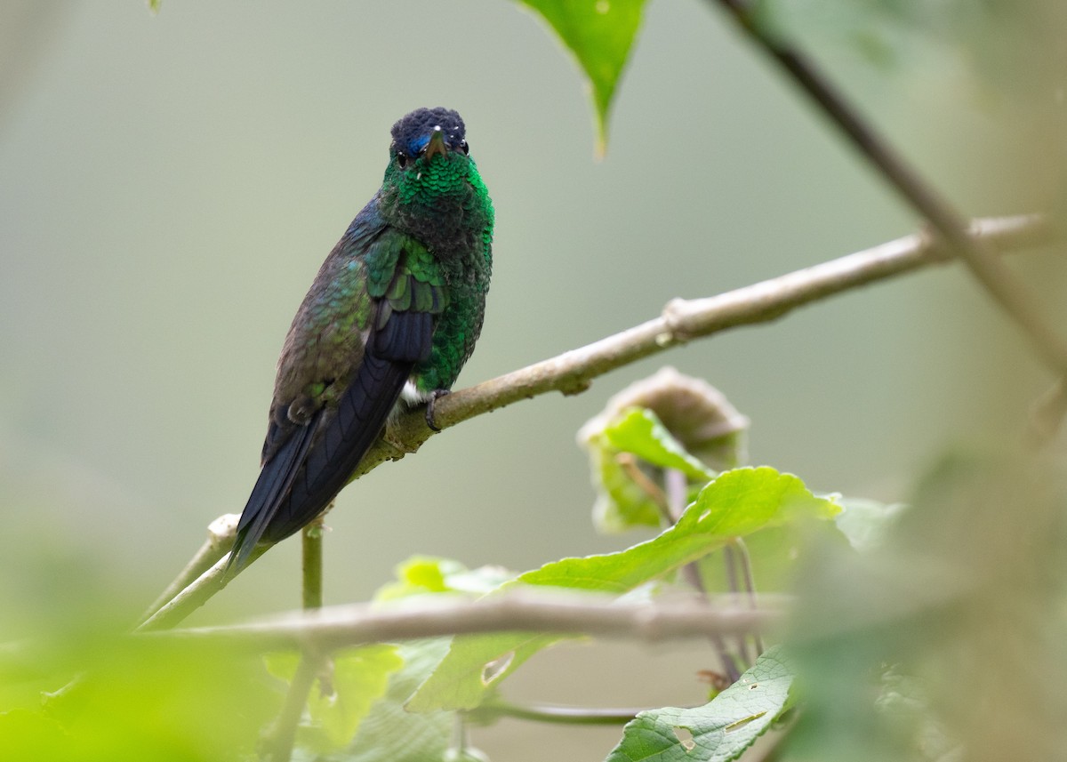 Indigo-capped Hummingbird - ML640495476