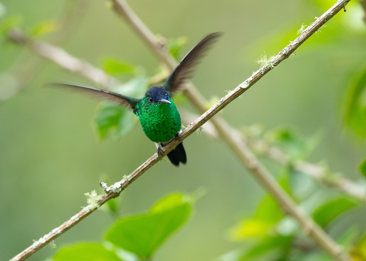 Indigo-capped Hummingbird - ML640495478