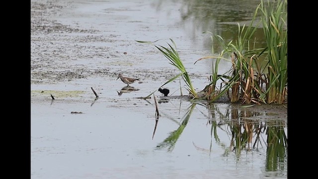 Virginia Rail - ML640495614