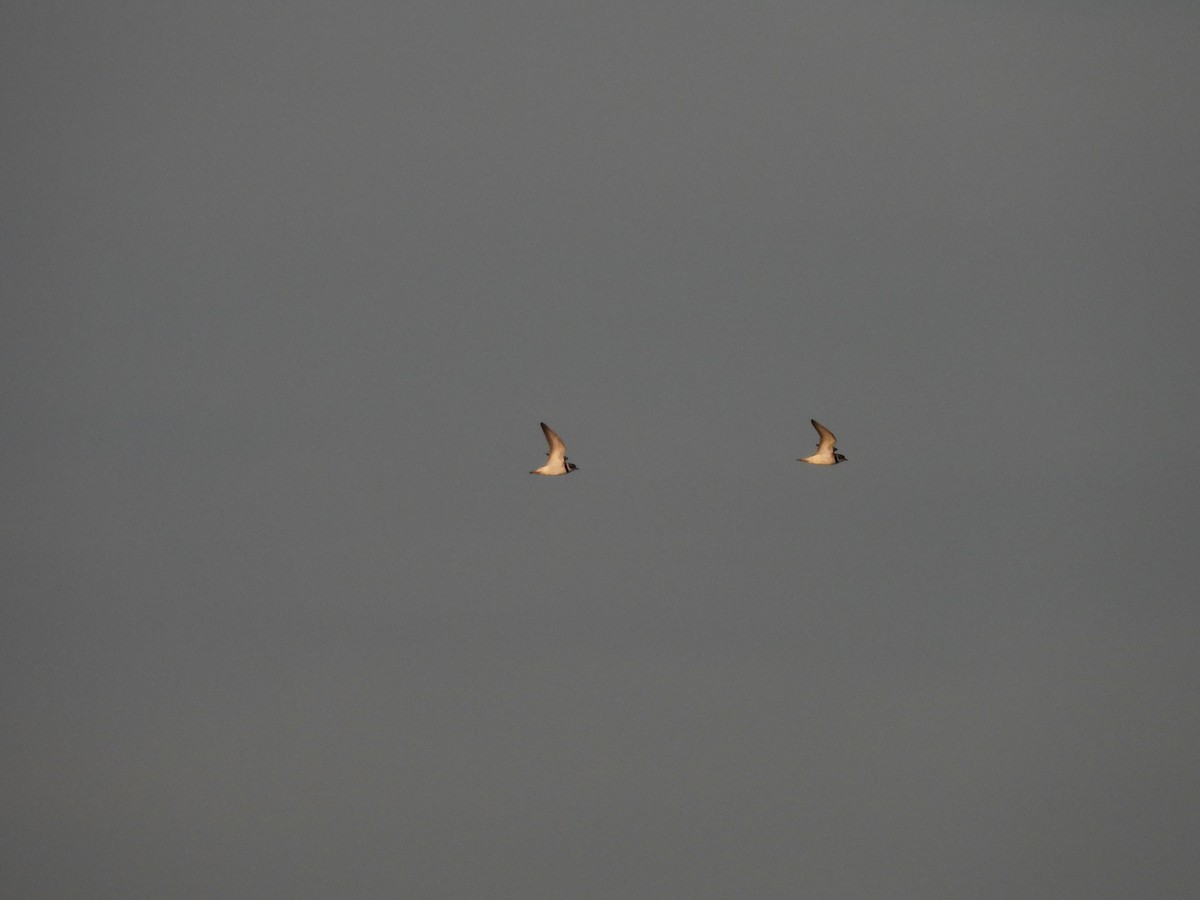 Semipalmated Plover - ML640495673