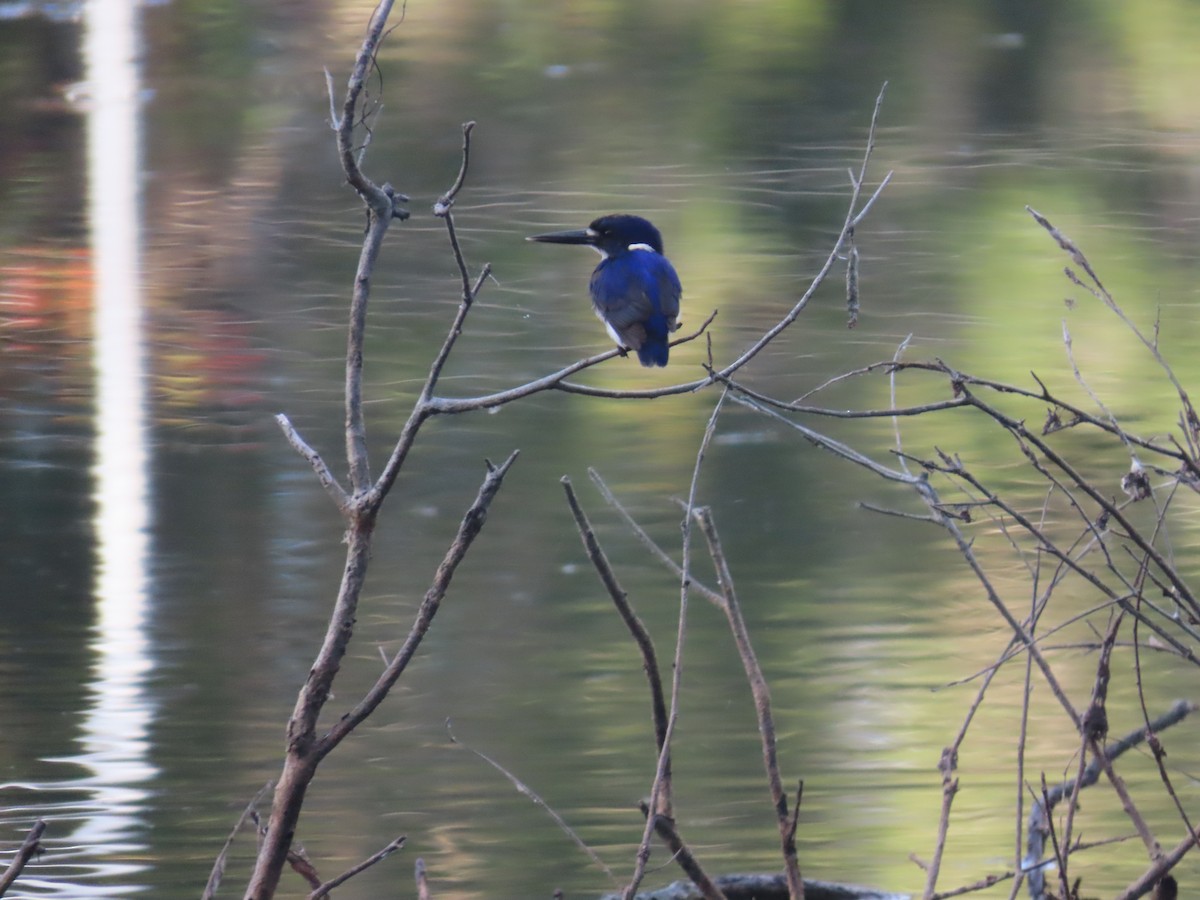 Little Kingfisher - ML640495684