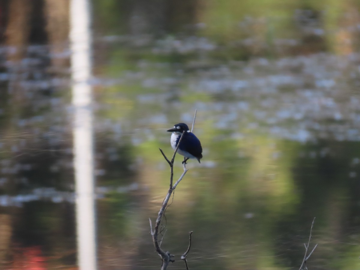 Little Kingfisher - ML640495694