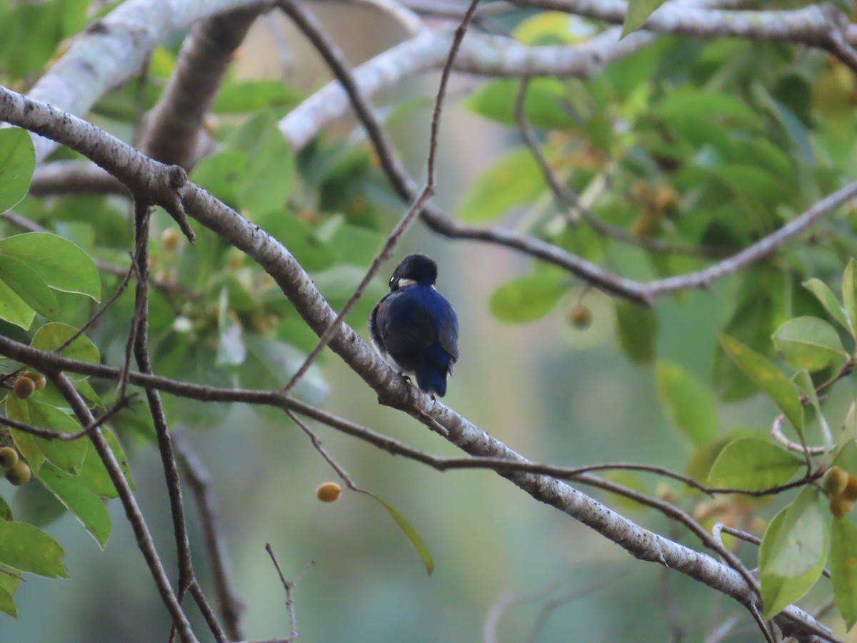 Little Kingfisher - ML640495695
