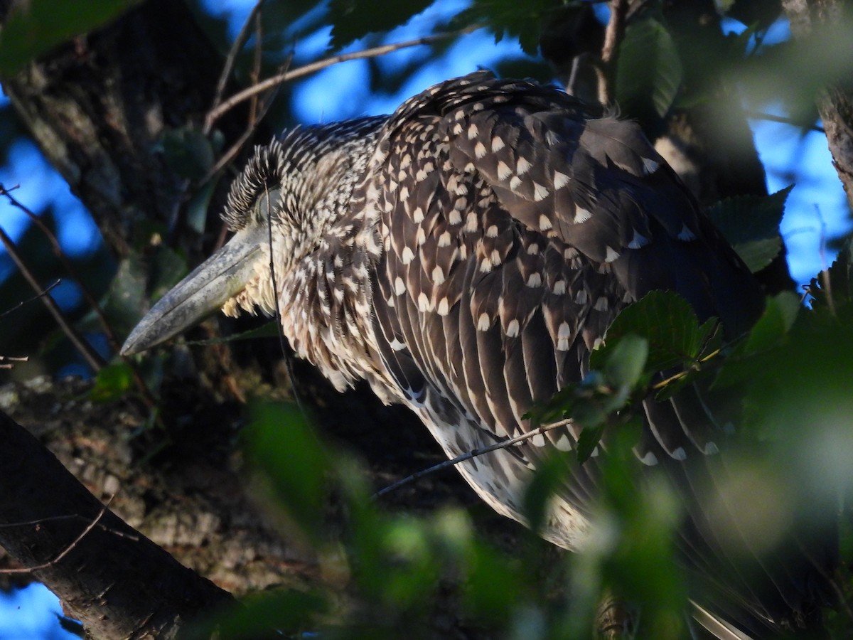 Yellow-crowned Night Heron - ML640495742