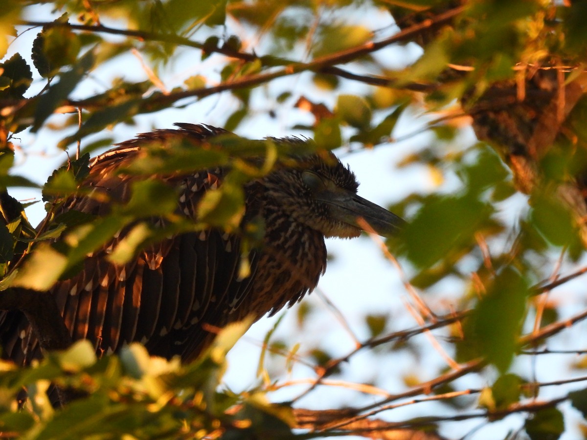 Yellow-crowned Night Heron - ML640495743