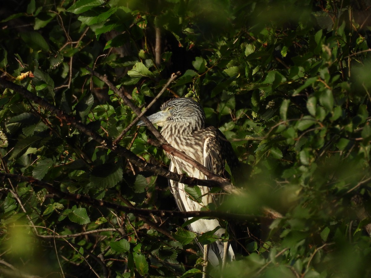 Yellow-crowned Night Heron - ML640495744