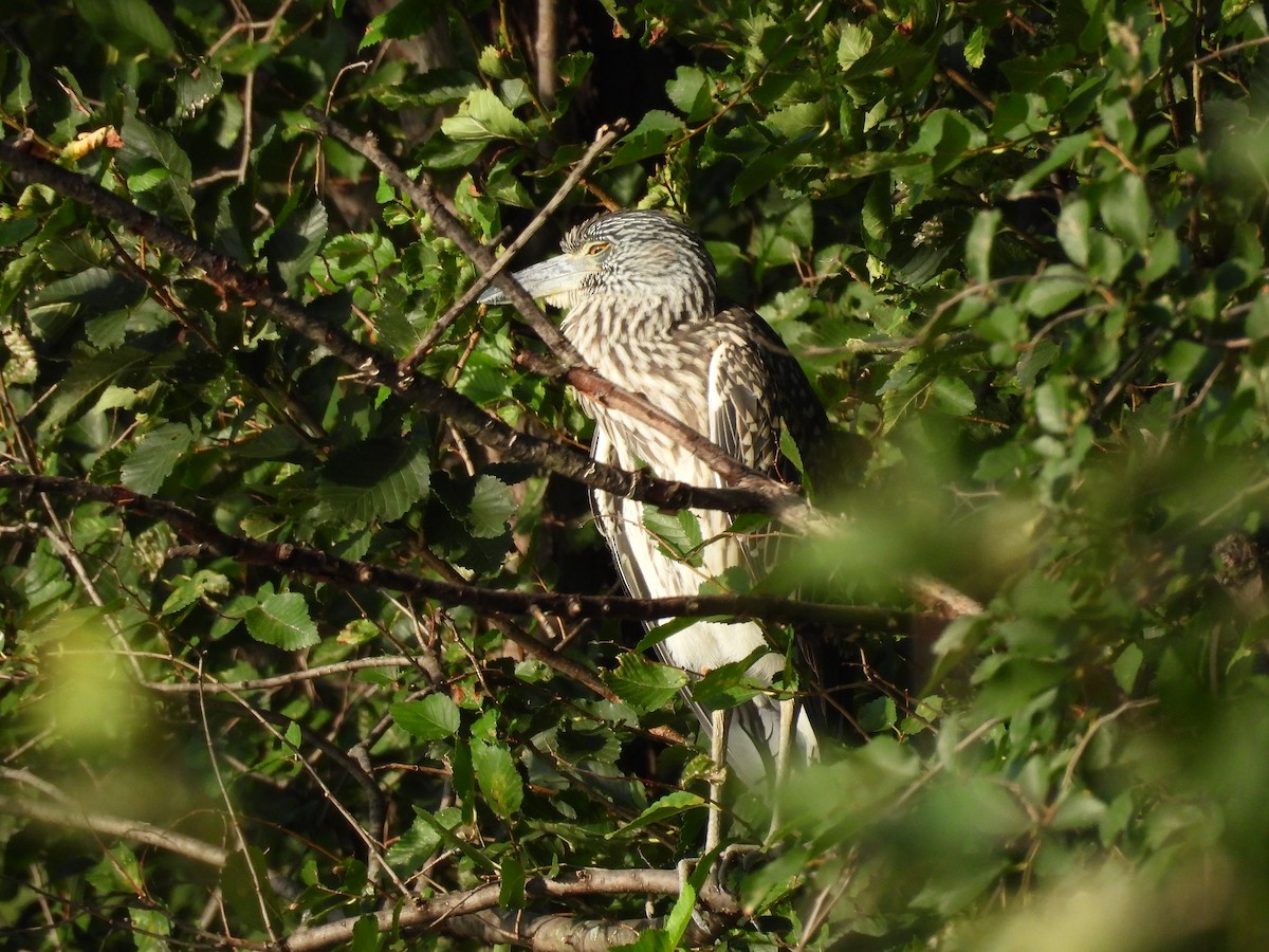 Yellow-crowned Night Heron - ML640495745