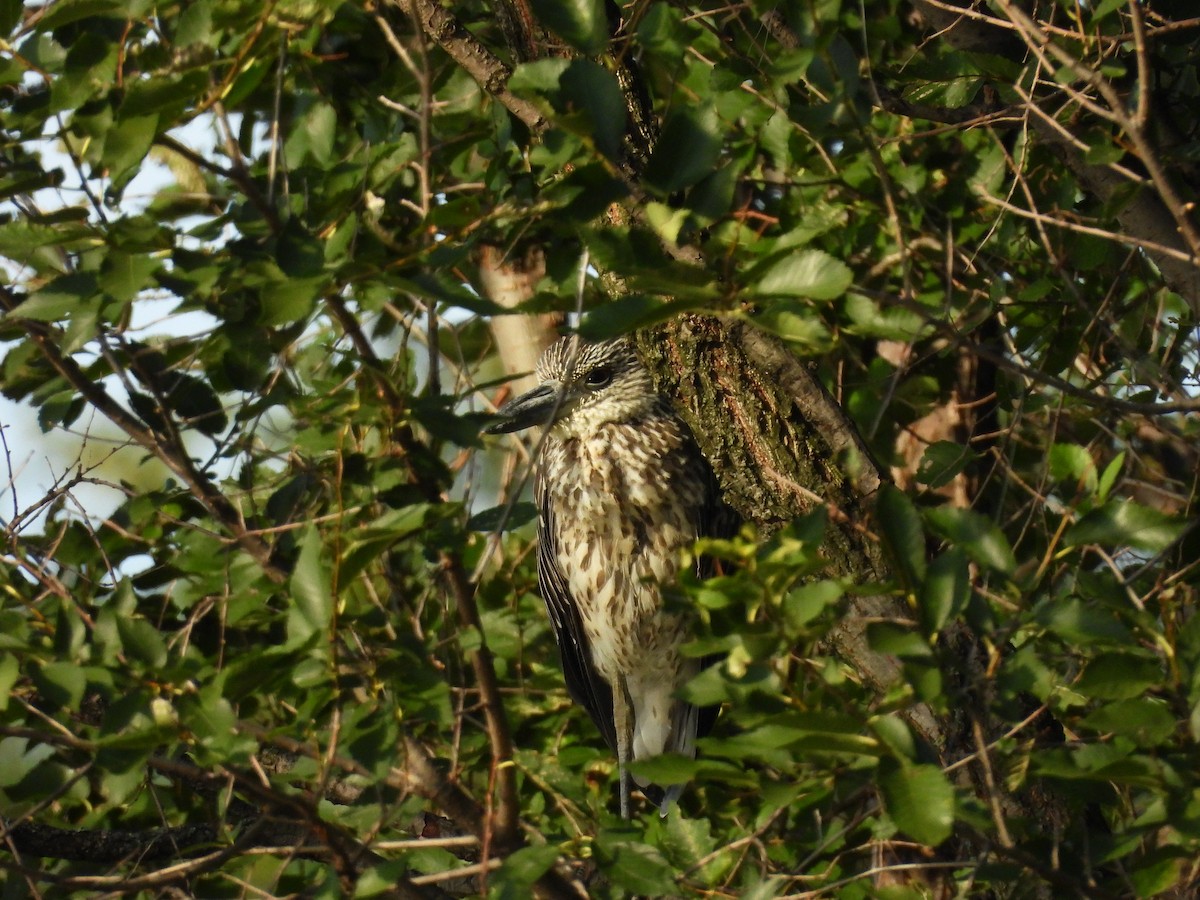 Yellow-crowned Night Heron - ML640495746