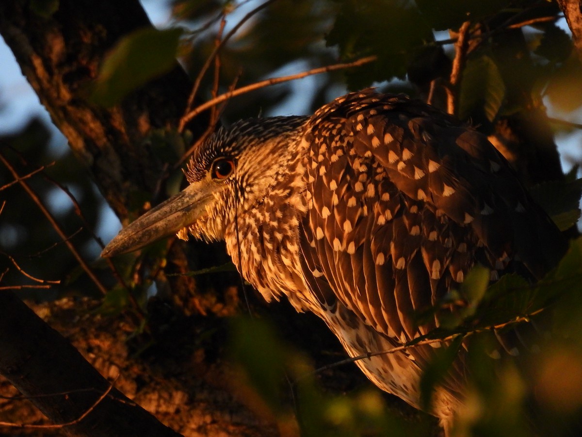 Yellow-crowned Night Heron - ML640495747
