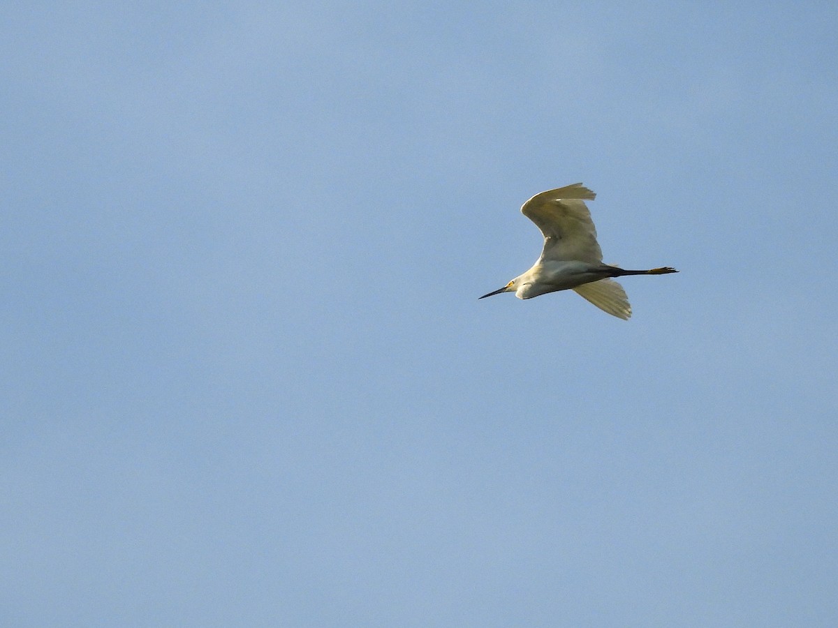 Snowy Egret - ML640495785