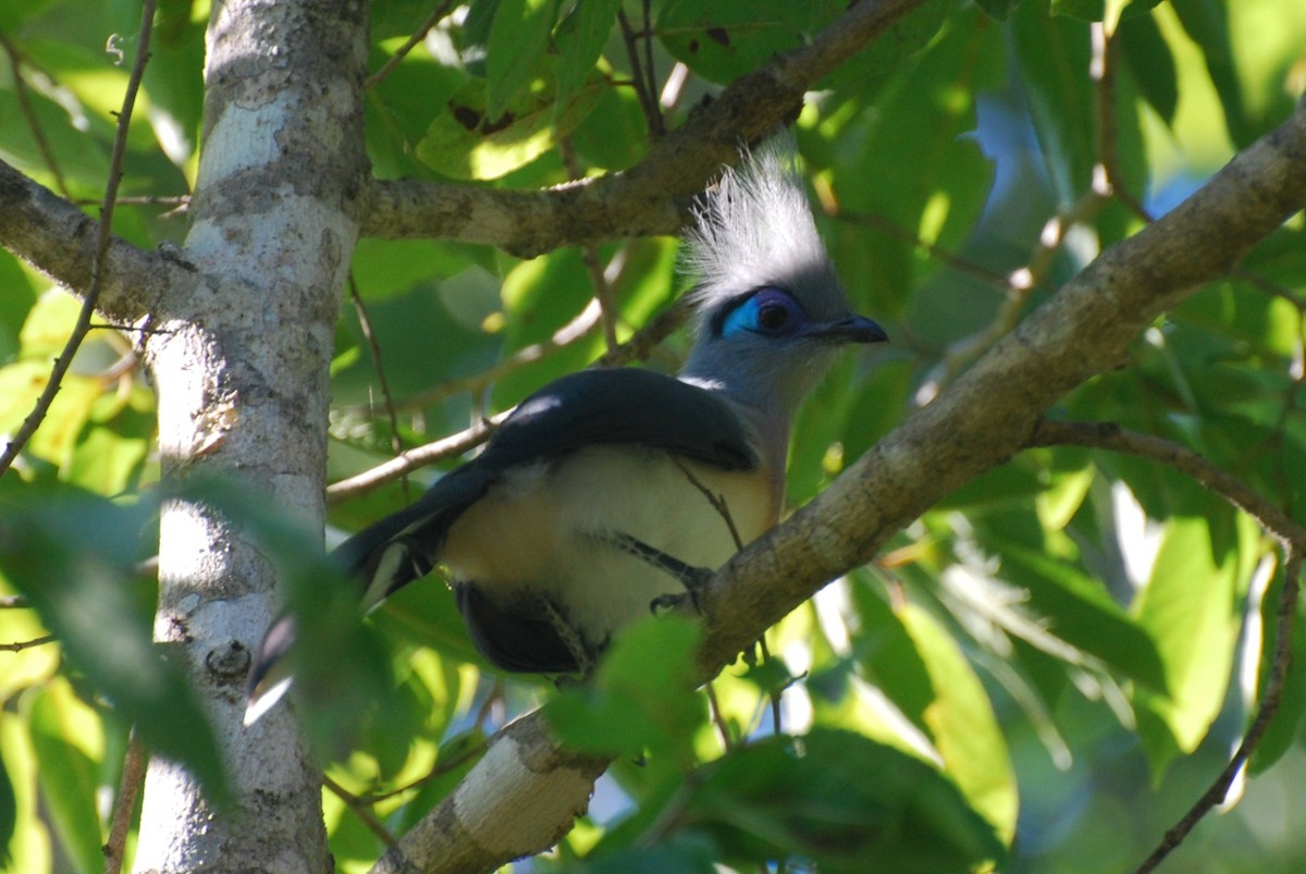 Crested Coua - ML640495800