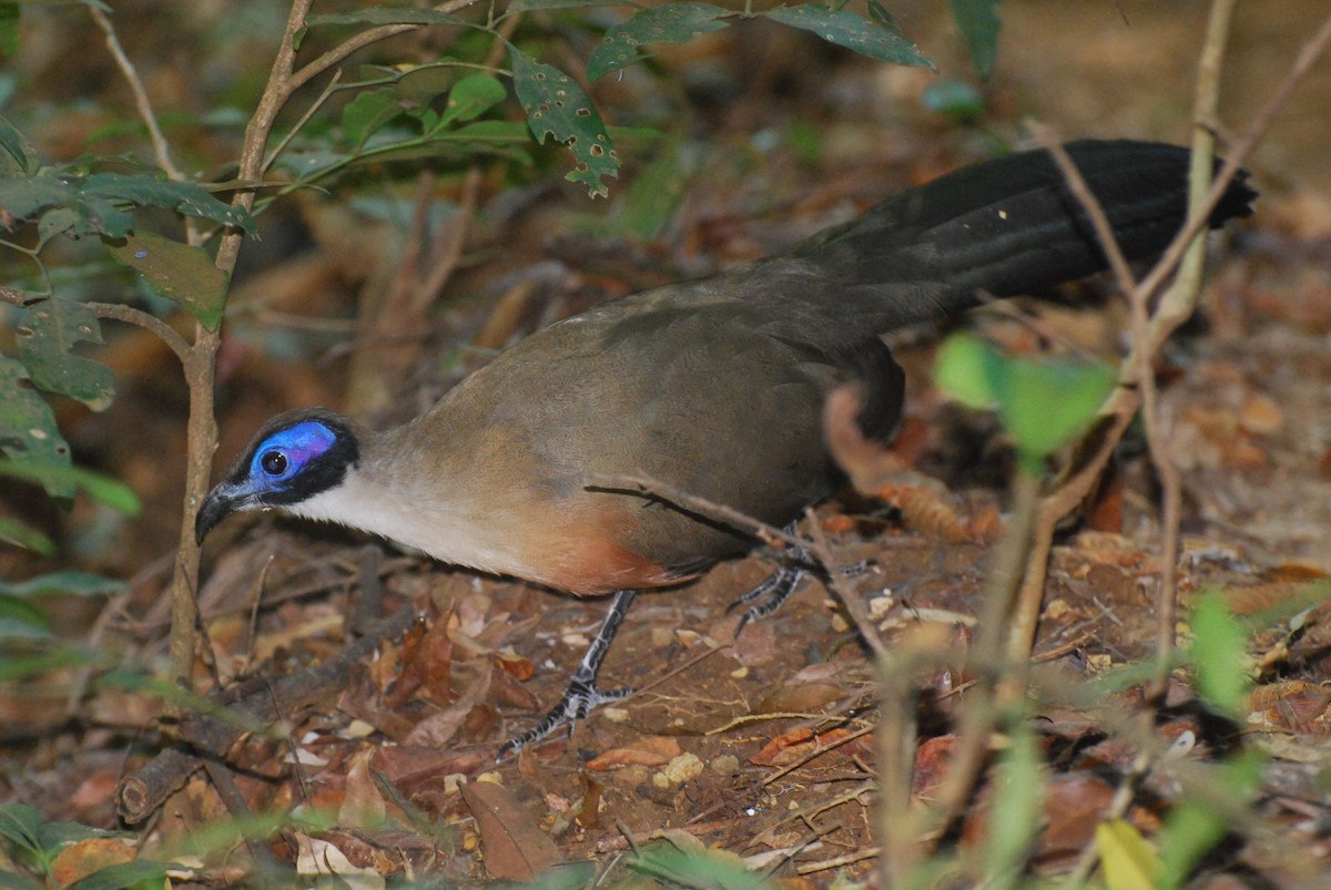 Coua géant - ML640495806