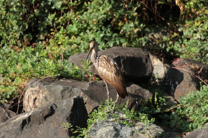 Limpkin - ML640495971
