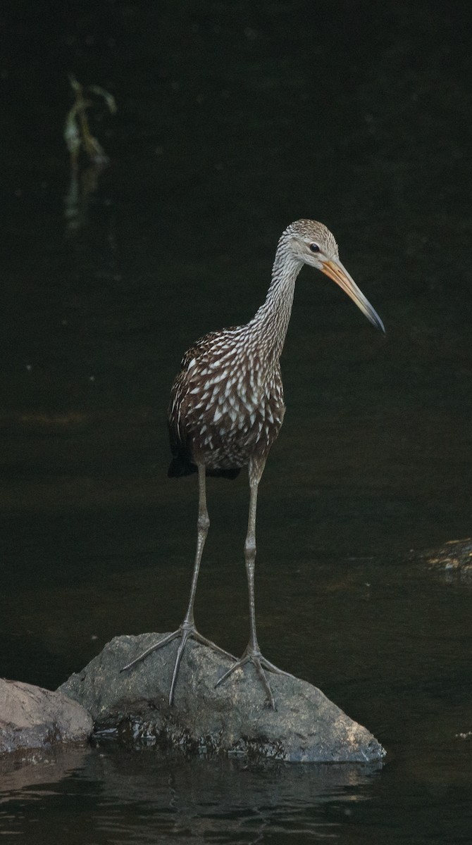 Limpkin - ML640495972