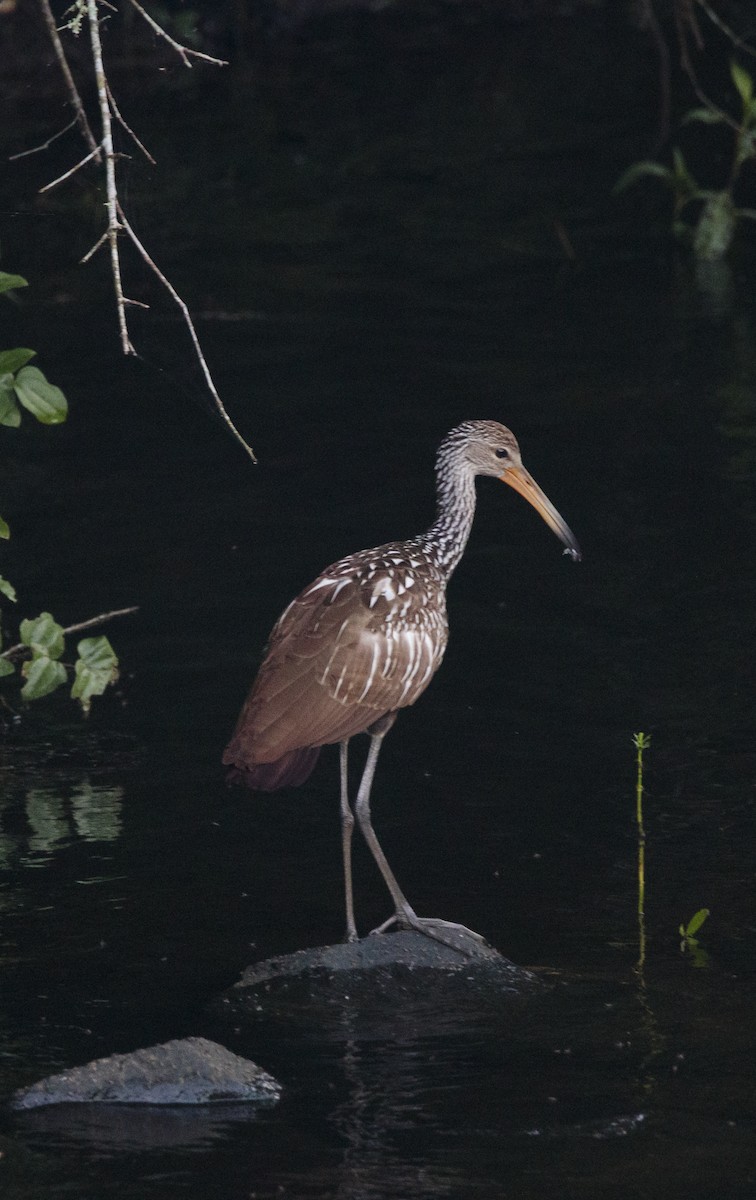 Limpkin - ML640495973