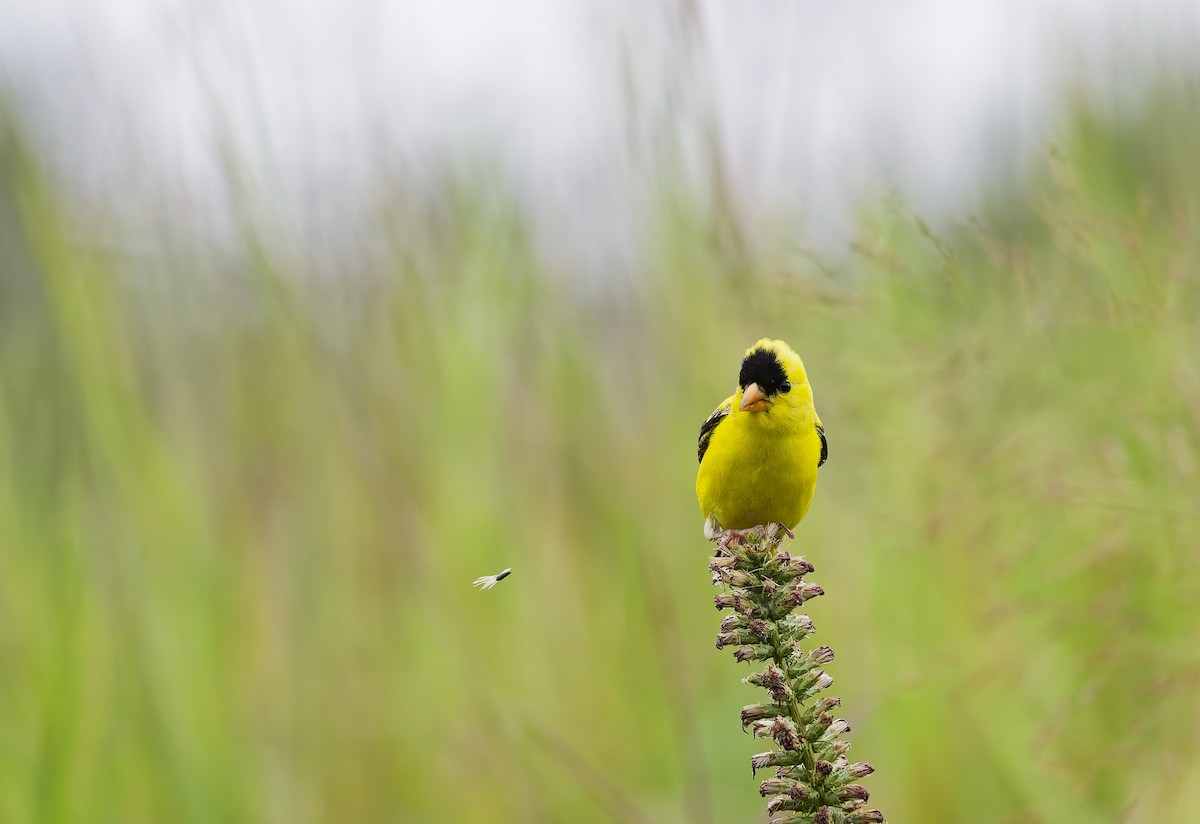 American Goldfinch - ML640495987
