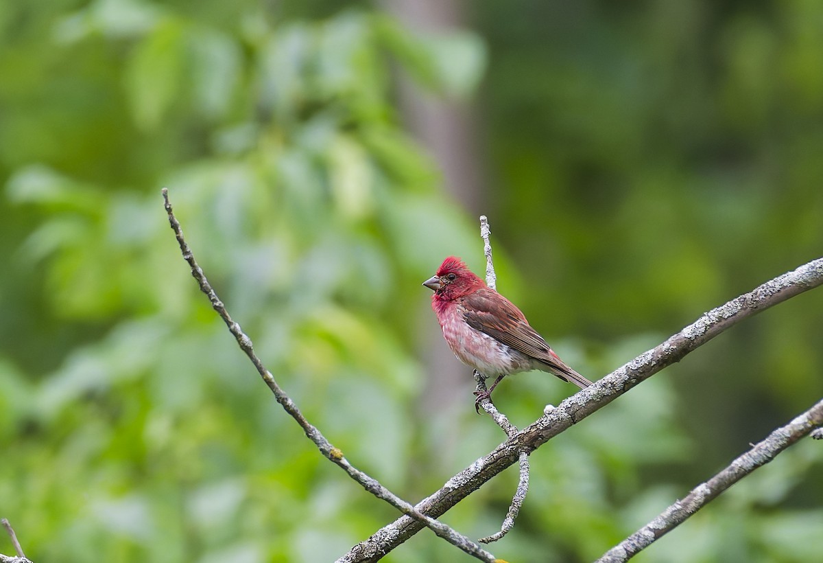 Purple Finch - ML640496001