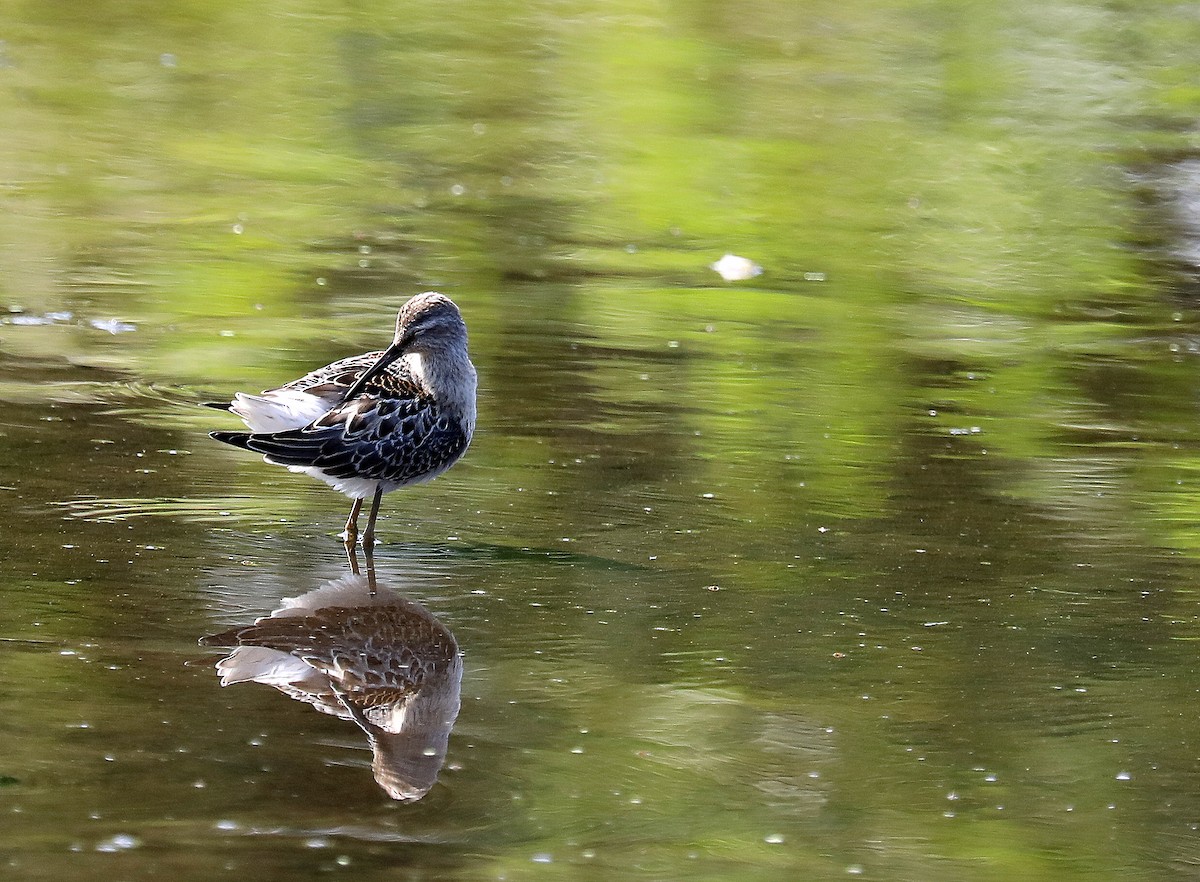 Побережник довгоногий - ML640496078