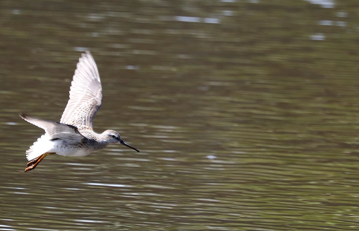Побережник довгоногий - ML640496105