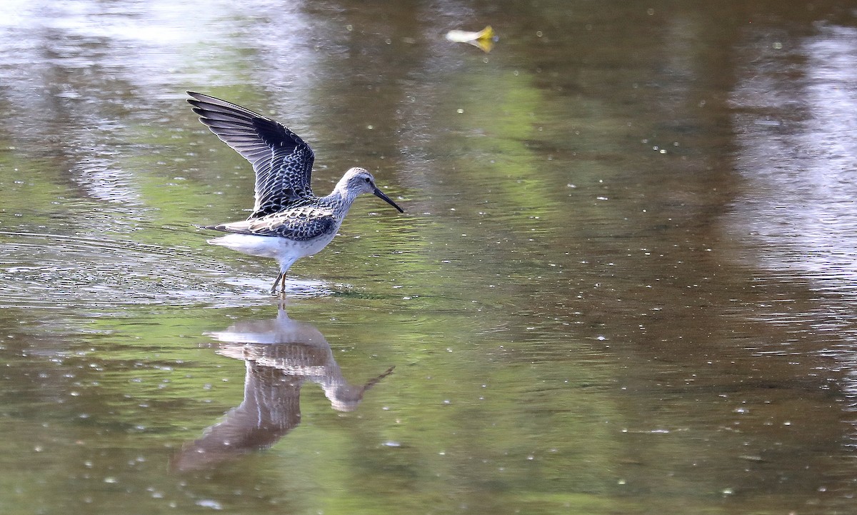 Побережник довгоногий - ML640496113