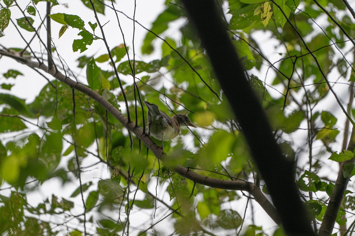 Rufous-backed Robin - ML640496198