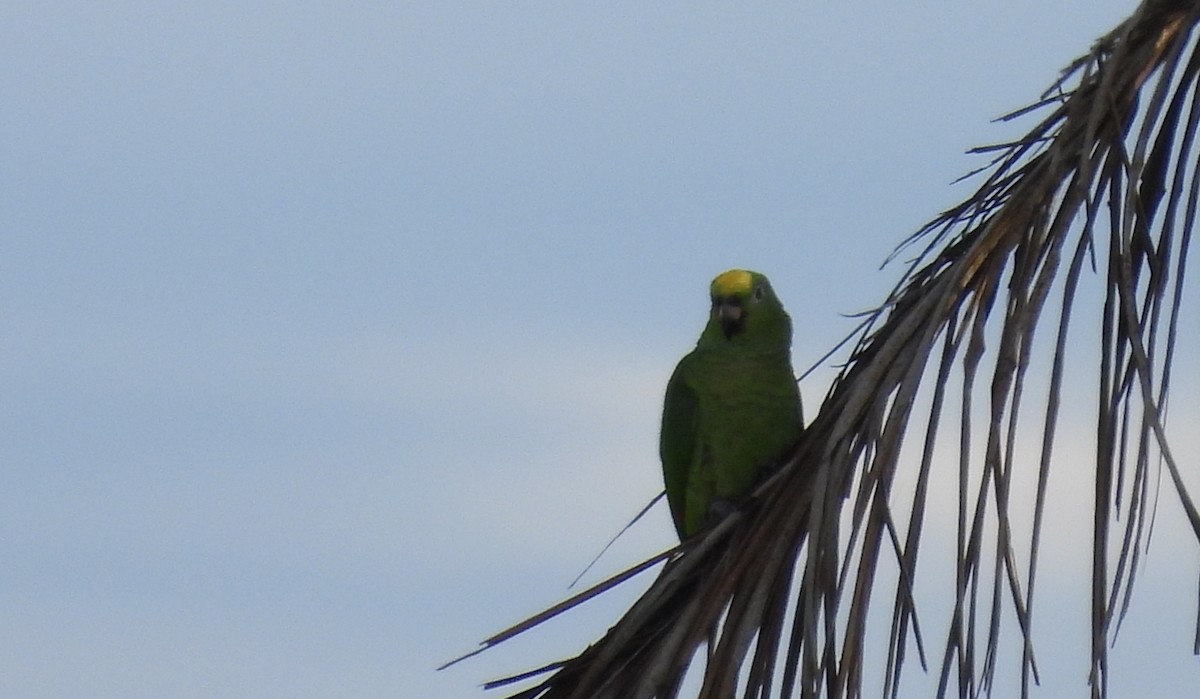 Yellow-crowned Amazon - ML640496200