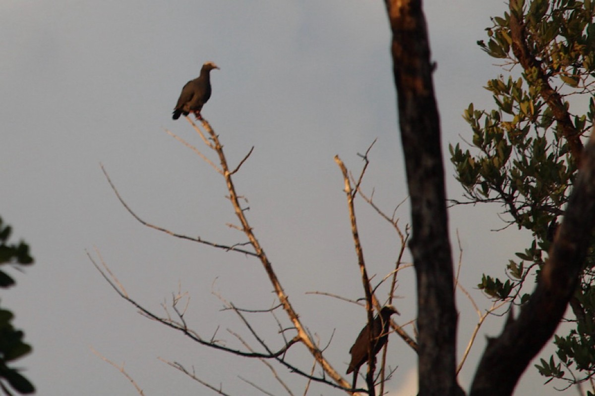 White-crowned Pigeon - ML640496222