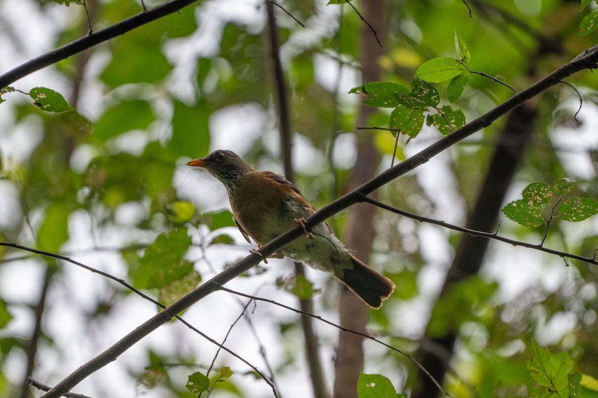 Rufous-backed Robin - ML640496268