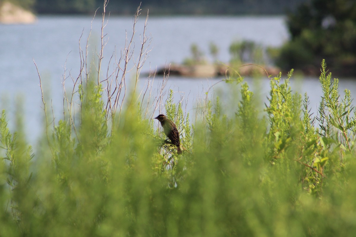 Red-winged Blackbird - ML640496335