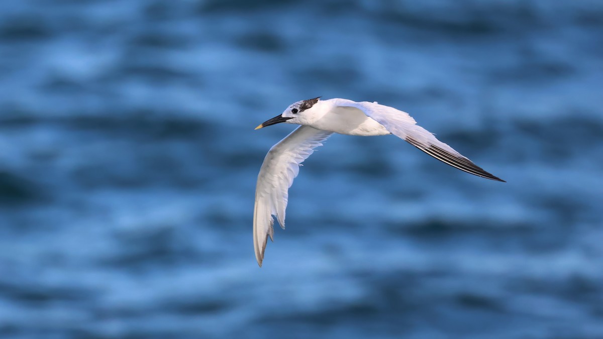 Sandwich Tern - ML640496357