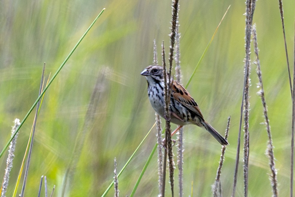 Sierra Madre Sparrow - ML640496361