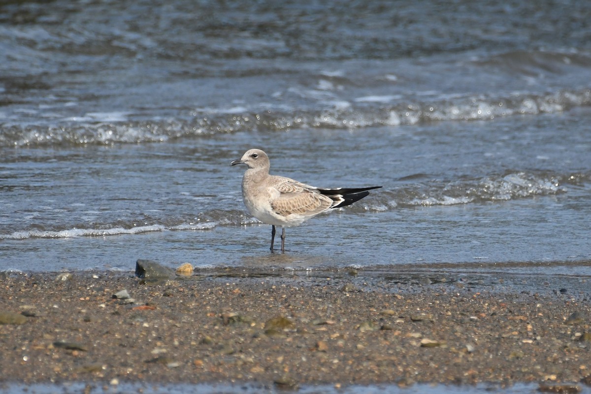 Laughing Gull - ML640496416