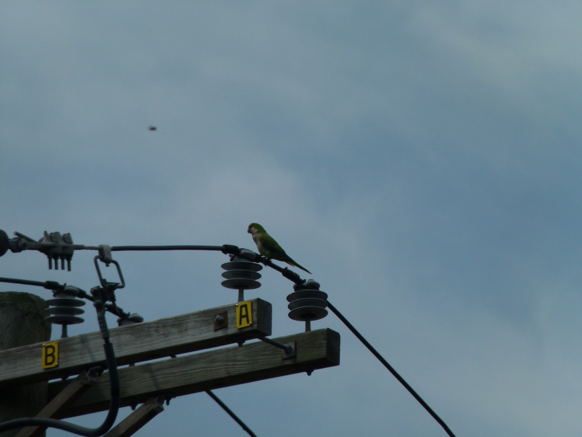 munkeparakitt (monachus gr.) - ML640496469
