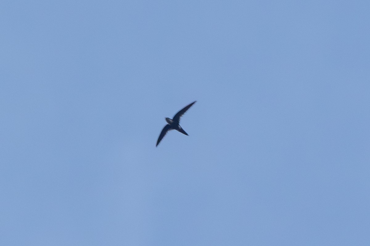 Lesser Swallow-tailed Swift - ML640496473