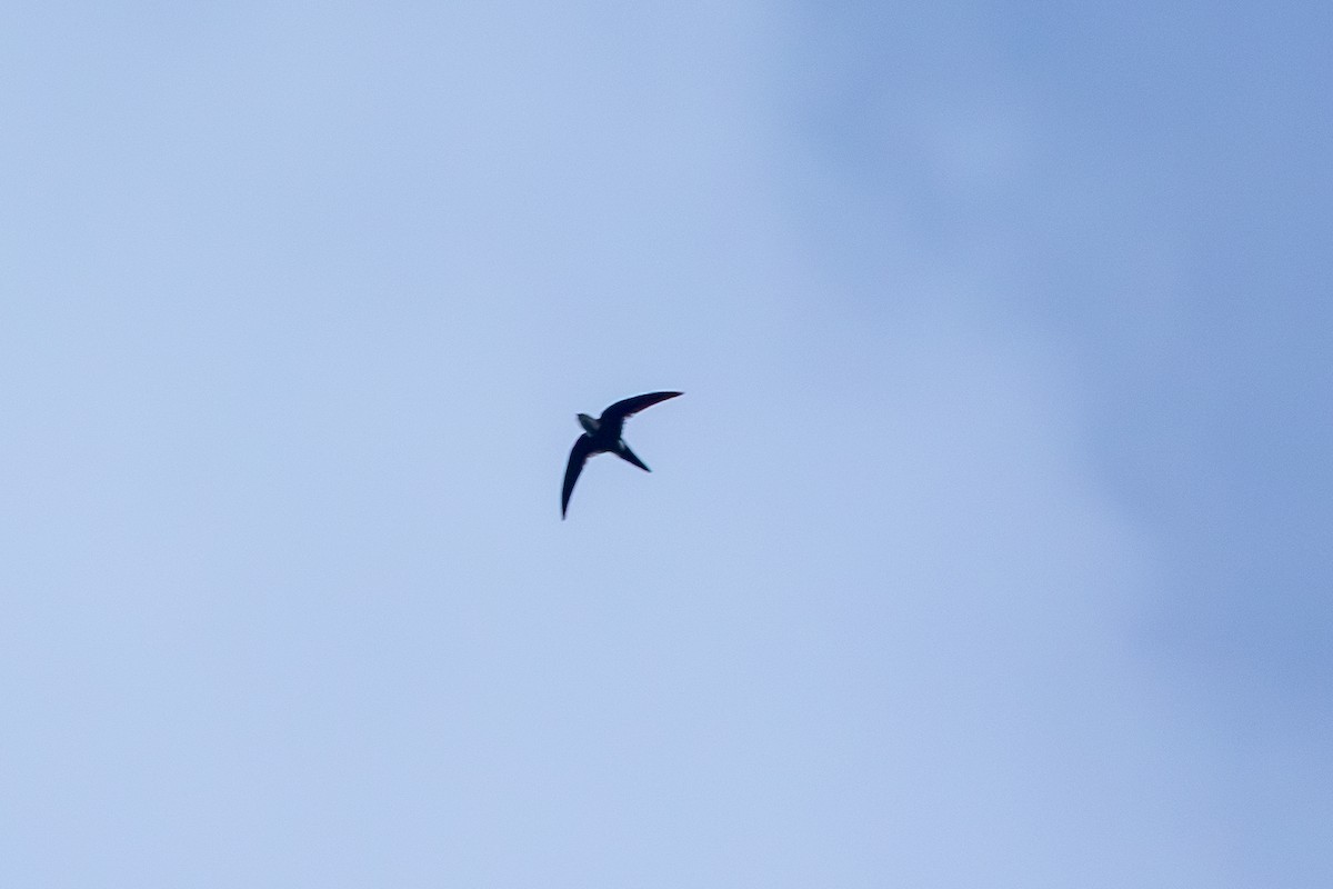 Lesser Swallow-tailed Swift - ML640496474