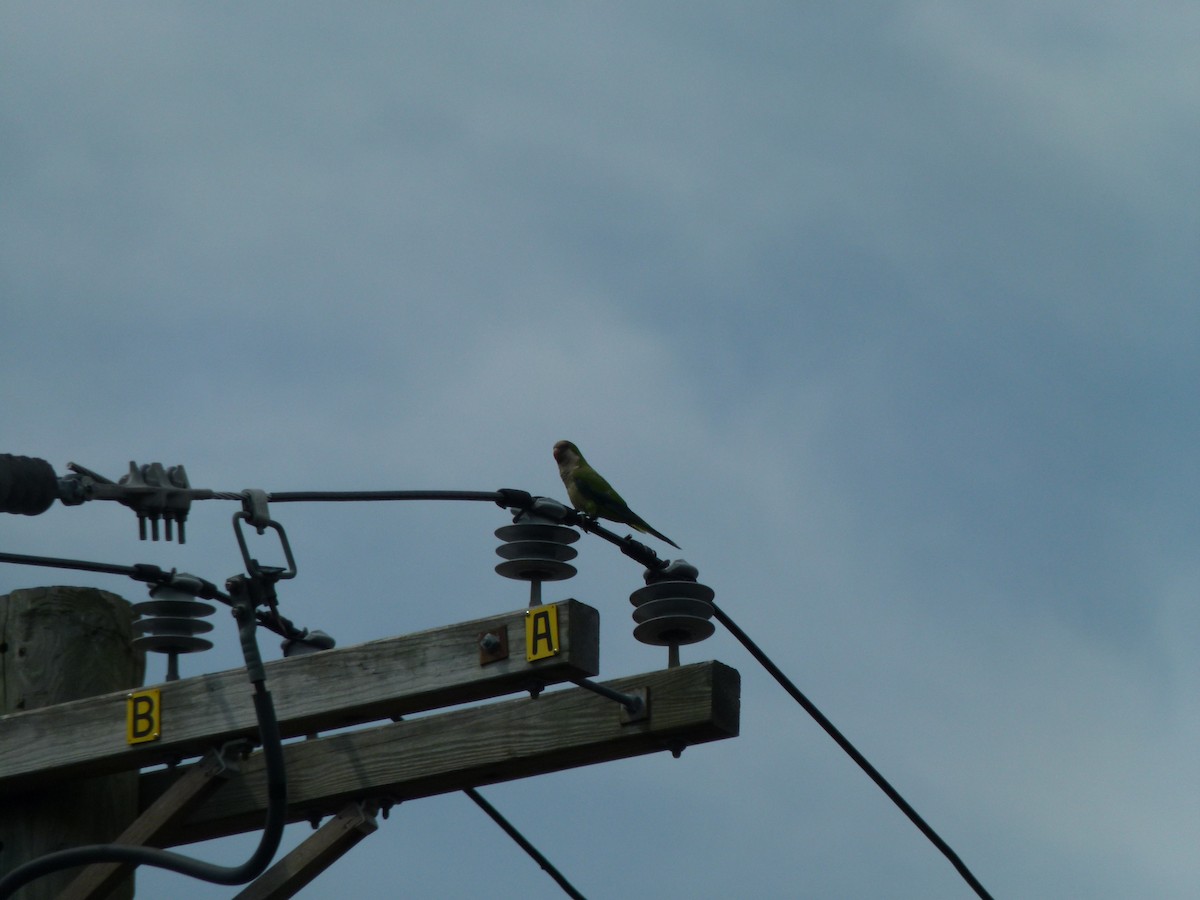 munkeparakitt (monachus gr.) - ML640496482