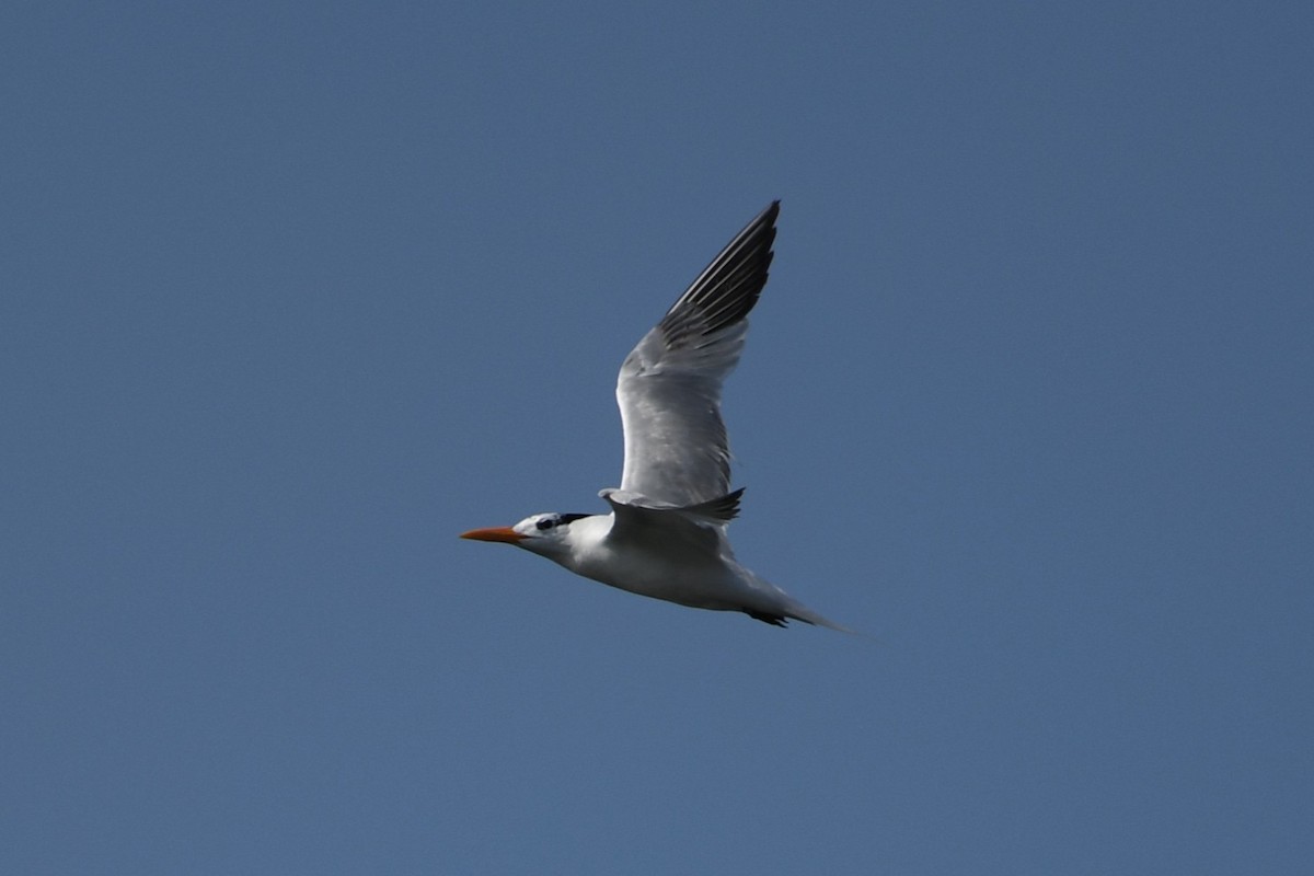 Royal Tern - ML640496494