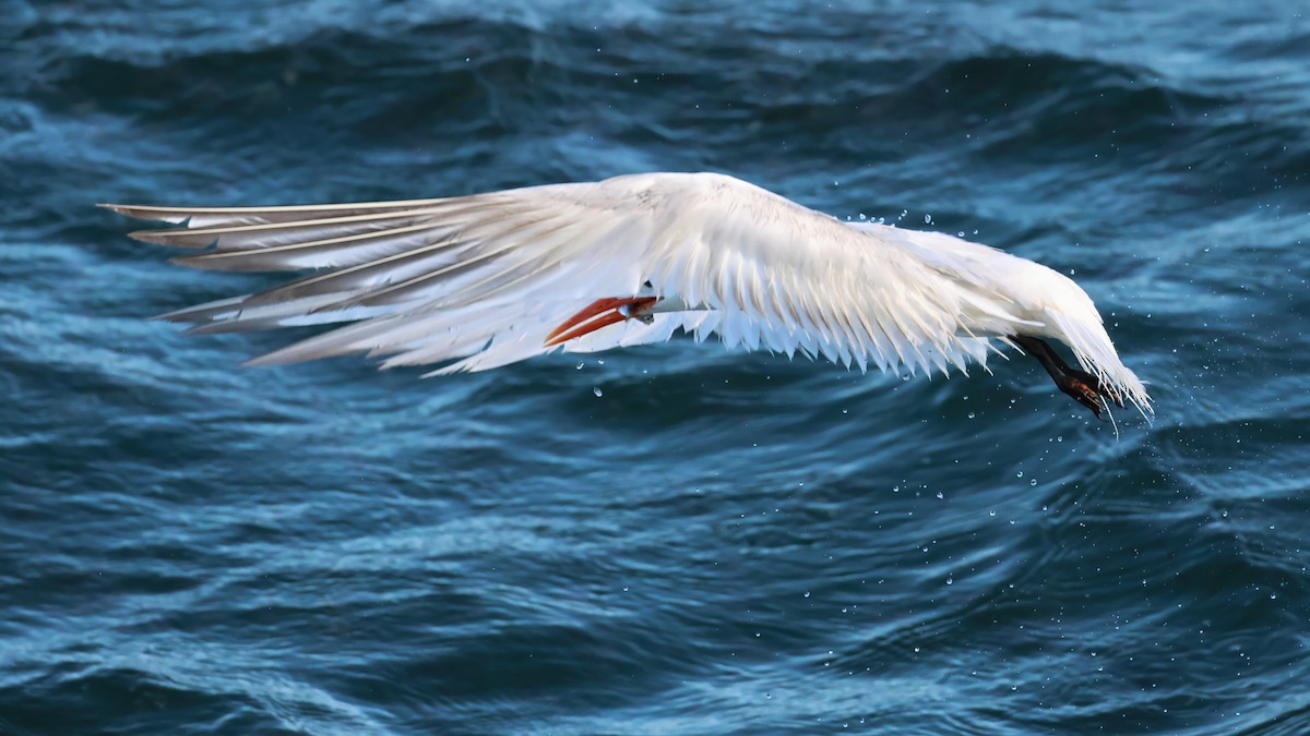 Royal Tern - ML640496521