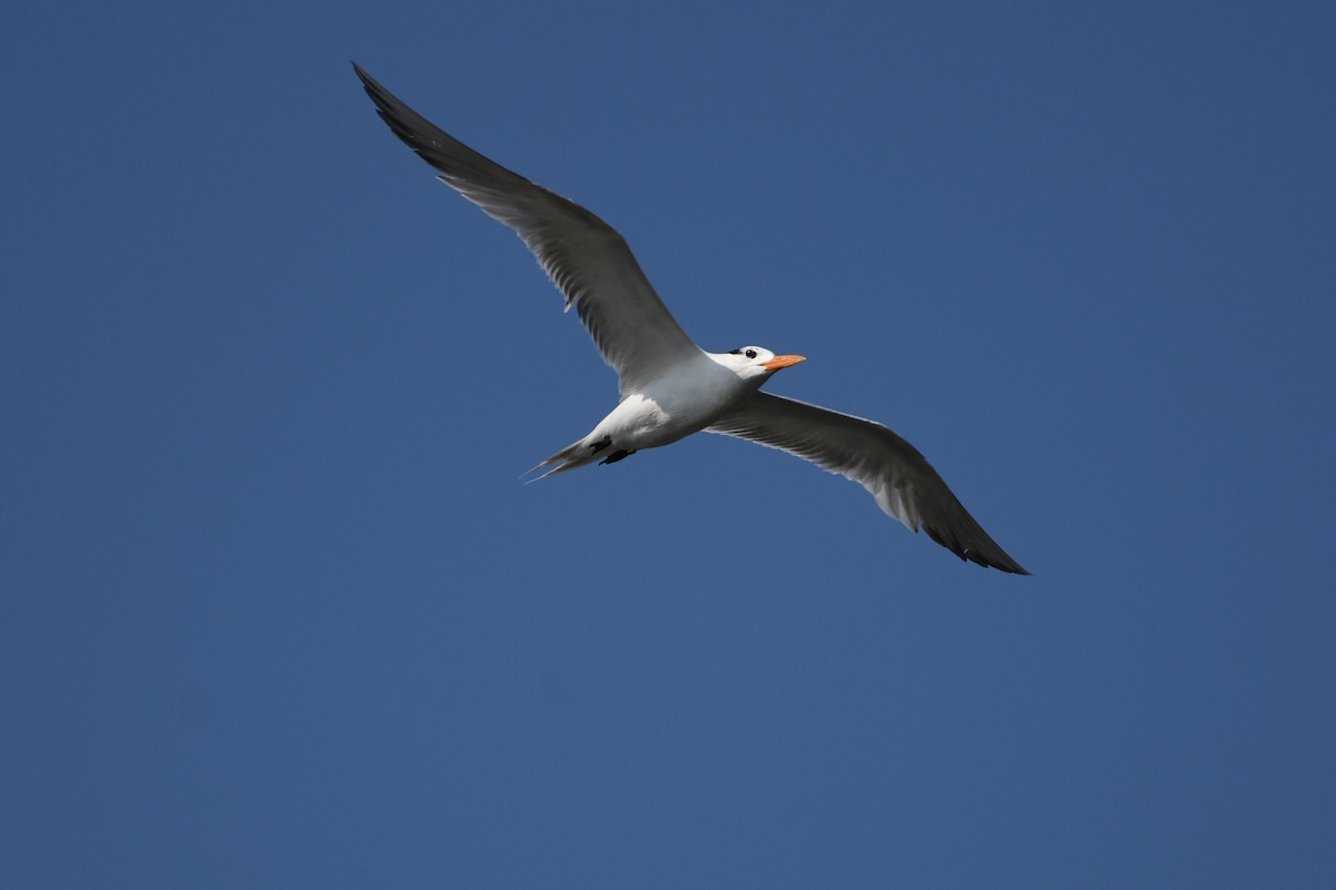 Royal Tern - ML640496537