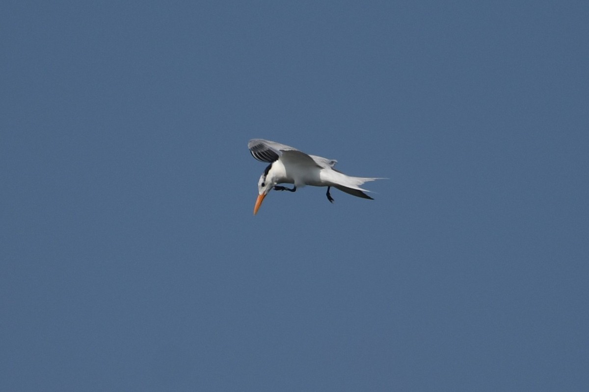 Royal Tern - ML640496554