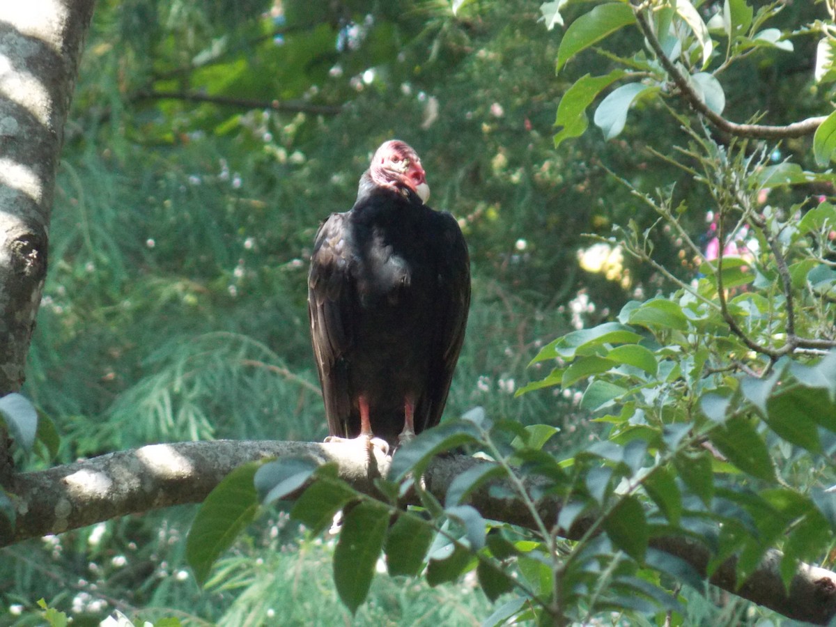 Truthahngeier - ML640496619