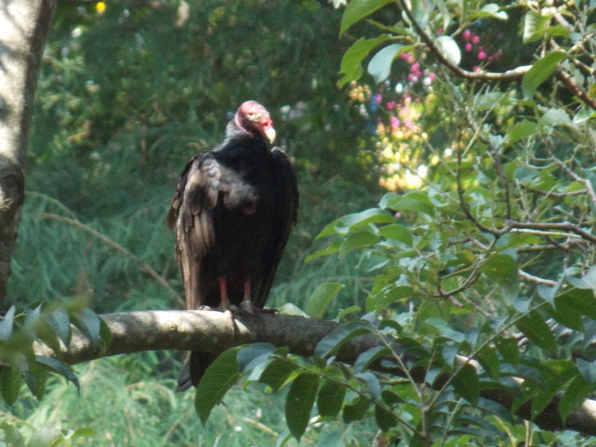 Truthahngeier - ML640496620