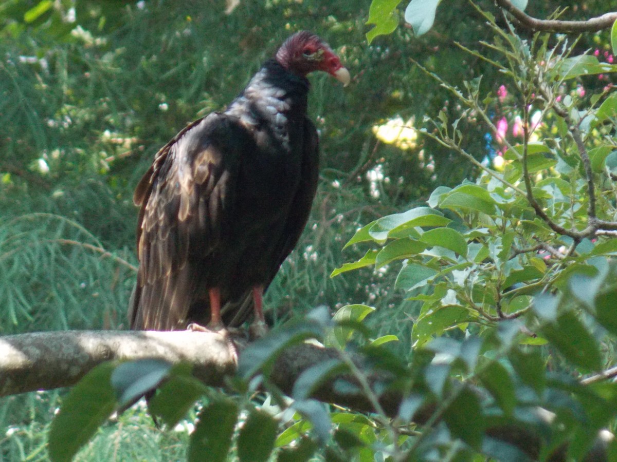 Truthahngeier - ML640496621