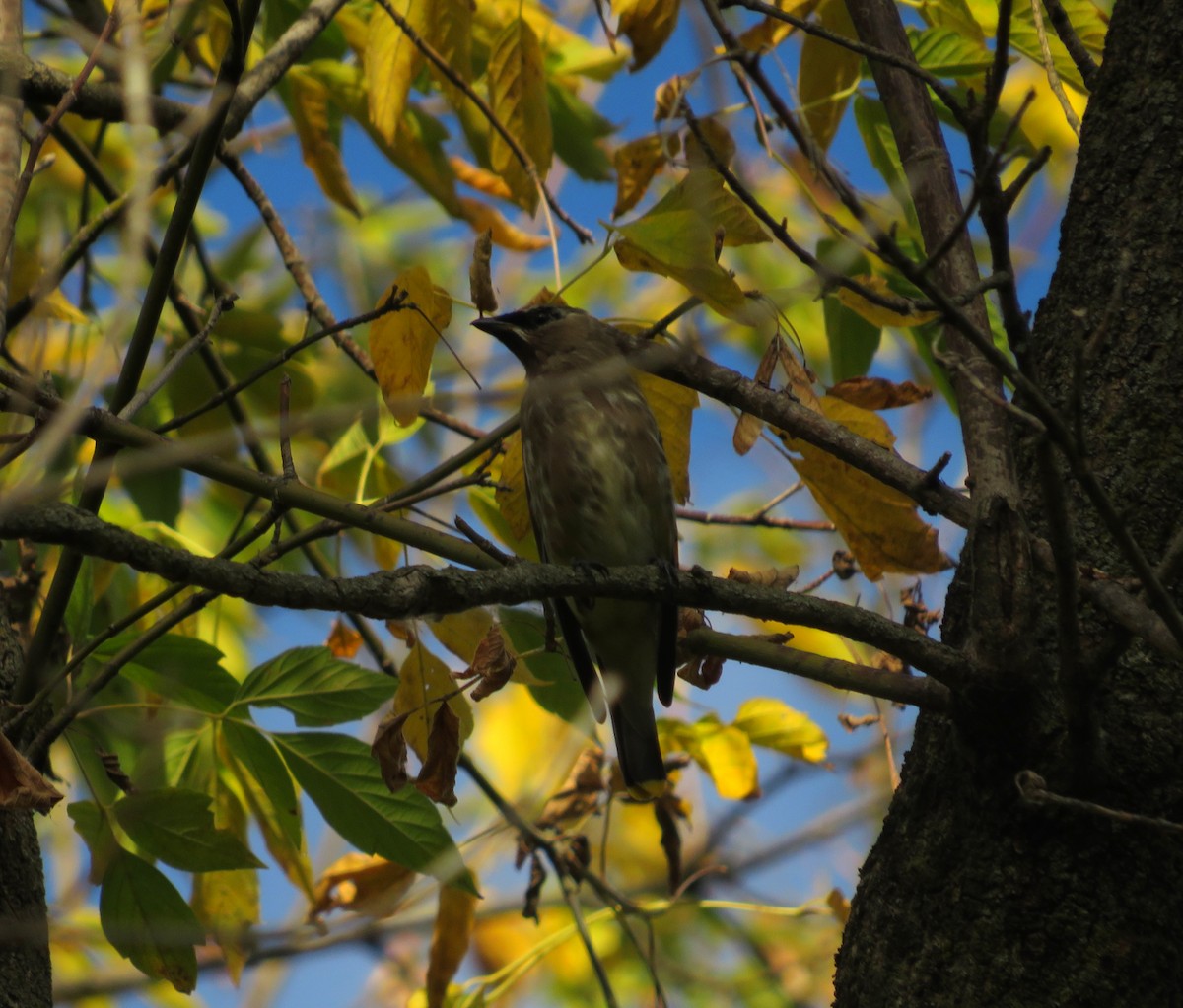 Cedar Waxwing - ML640496643