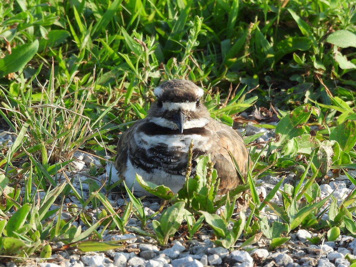 Killdeer - ML640496659