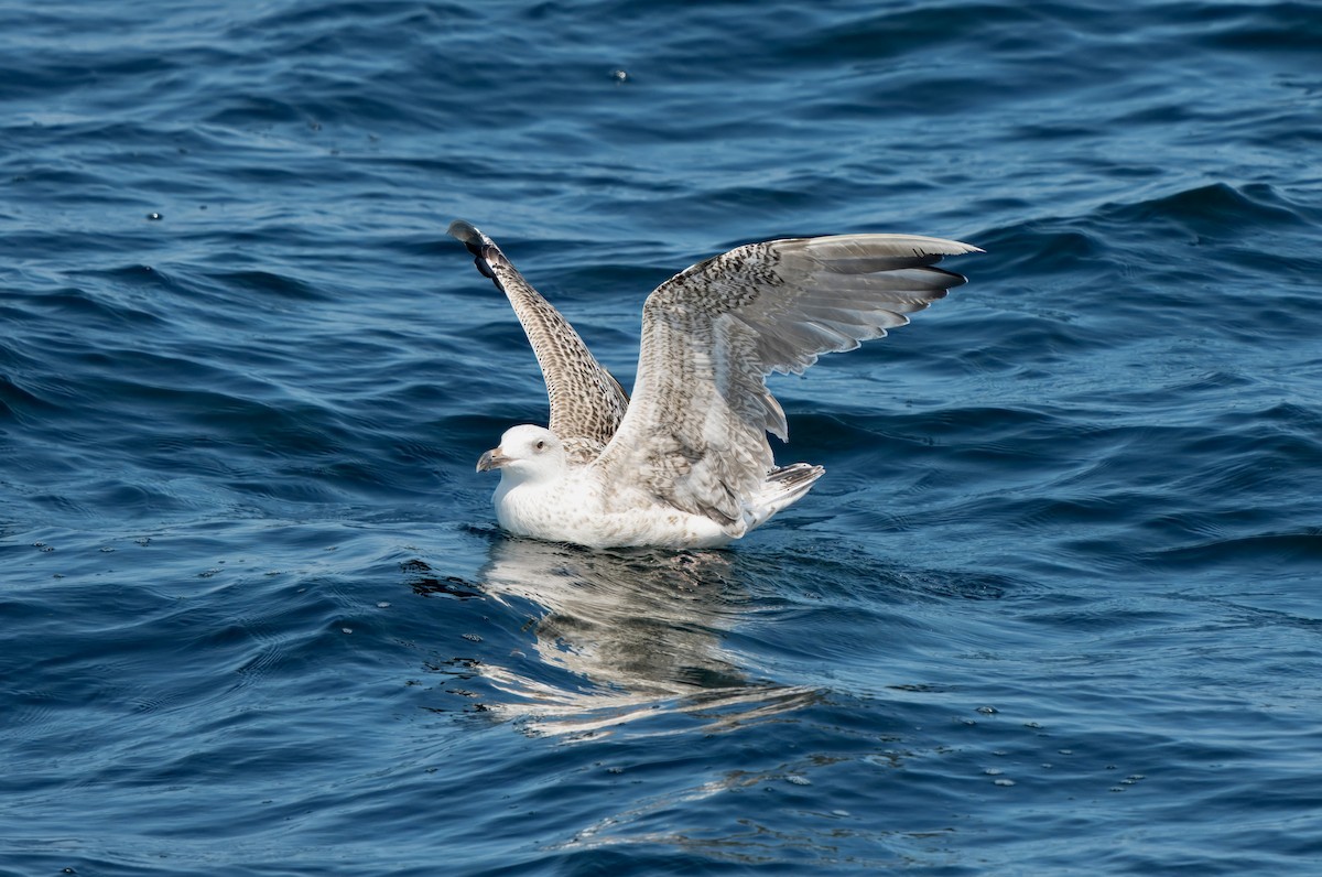 Great Black-backed Gull - ML640496717