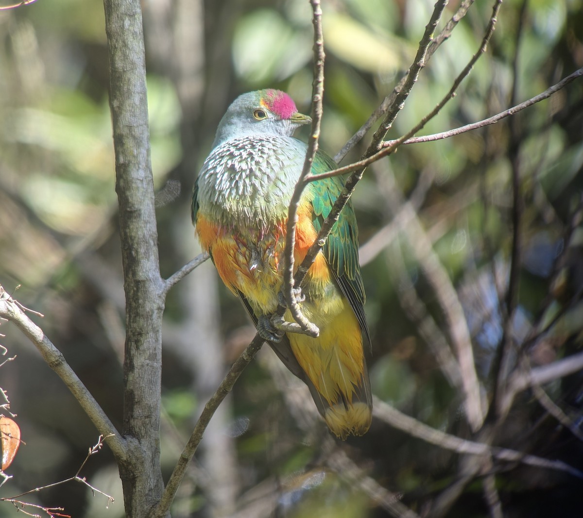 Rose-crowned Fruit-Dove - ML640496753